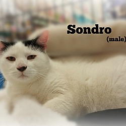 Thumbnail photo of Sondro #1