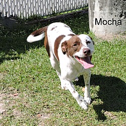Thumbnail photo of Mocha #2
