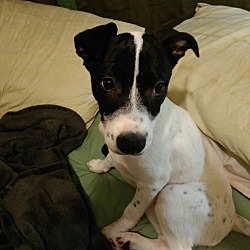 Thumbnail photo of Cookie (in adoption process) #1