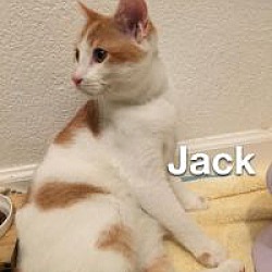 Thumbnail photo of Monterey Jack #2