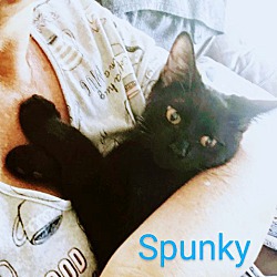 Thumbnail photo of SPUNKY #1