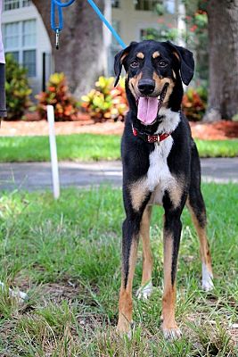 Tampa, FL - Borzoi/Doberman Pinscher. Meet Rosie a Pet for Adoption -  