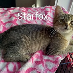 Photo of Starfox