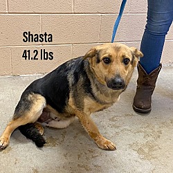 Photo of Shasta
