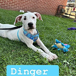 Thumbnail photo of Dinger (3mo,20lbs) #1