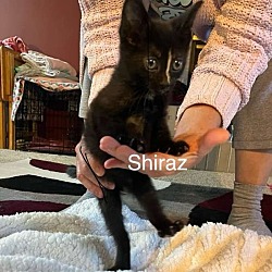 Thumbnail photo of Shiraz #4