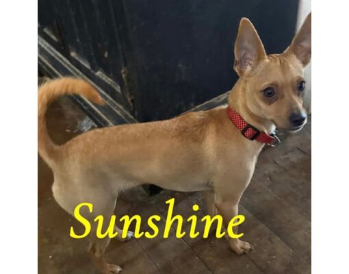 Hagerstown, MD - Chihuahua/Mixed Breed (Small). Meet Sunshine Baby a ...