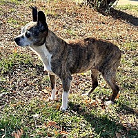 adopt-pet