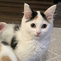 adopt-pet