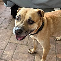 adopt a pet
