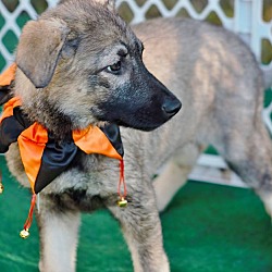 Thumbnail photo of Coyote-pending adoption #2