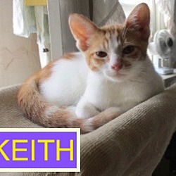 Thumbnail photo of KEITH-adopted 3-10-18 #3