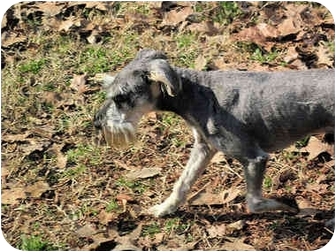windjammer miniature schnauzers