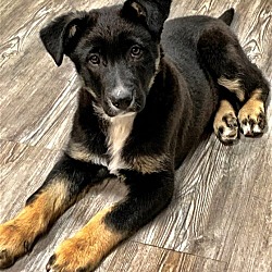 Photo of Jed - $180 (Puppy)