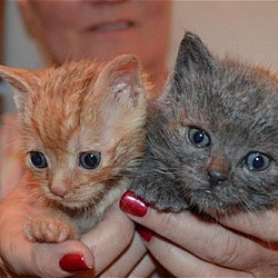 Thumbnail photo of T Litter Xavier - Adopted 05.02.16 #3