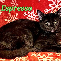 Photo of Espresso