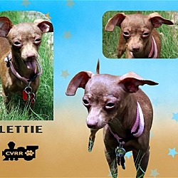 Photo of Lettie