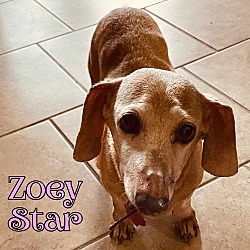 Thumbnail photo of Zoey Star #2