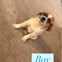 adopt a pet
