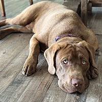 adopt a pet