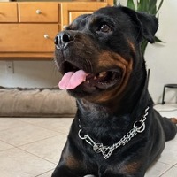 adopt-pet