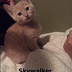 Photo of Skywalker