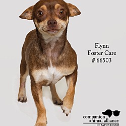 Thumbnail photo of Flynn  (Foster) #4