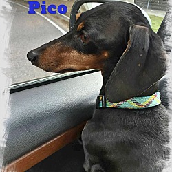 Thumbnail photo of Pico #2