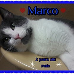 Thumbnail photo of Marco #2