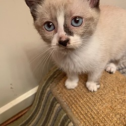Photo of Kitten 1