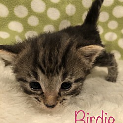 Thumbnail photo of Birdie #3
