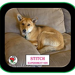 Thumbnail photo of ADOPTED! -Stitch #4