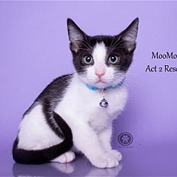 Photo of Moomoo