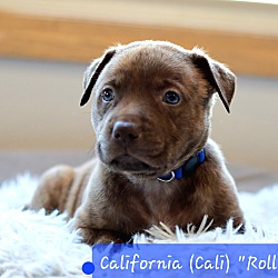 Photo of California (Cali) Roll the She