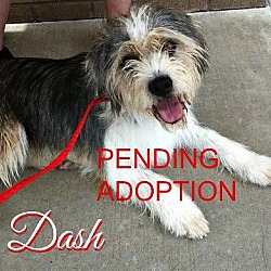 Photo of Dash