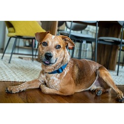 Photo of HOBBES