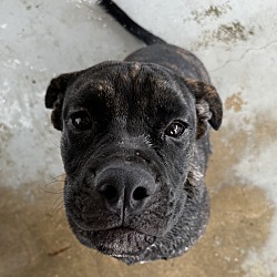 Photo of Chunk