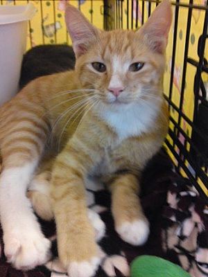 Sparta, IL - Domestic Shorthair. Meet Paul a Pet for Adoption ...