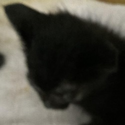 Thumbnail photo of Izzy #1