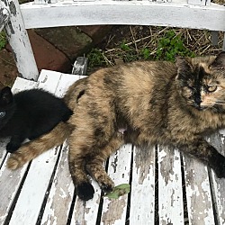 Photo of Clove and 2 kittens