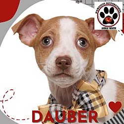 Thumbnail photo of DAUBER #2