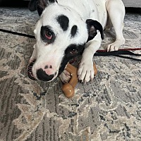 adopt-pet