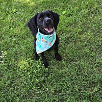 adopt-pet