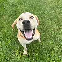 adopt a pet