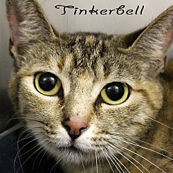 Thumbnail photo of Tinkerbell #1