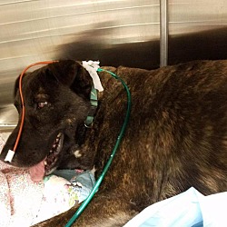 Thumbnail photo of Shelby (medical case) #1