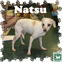 Thumbnail photo of Natsu #1