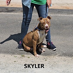 Thumbnail photo of Skyler #1
