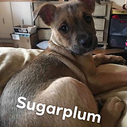 Photo of Sugarplum