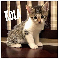 Thumbnail photo of Kola #1